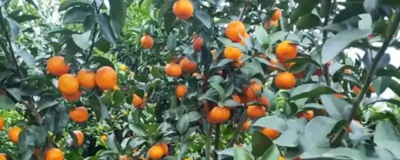 沙糖桔起沙和粗皮的区别？区分沙糖桔起沙和粗皮要关注什么？-会东网