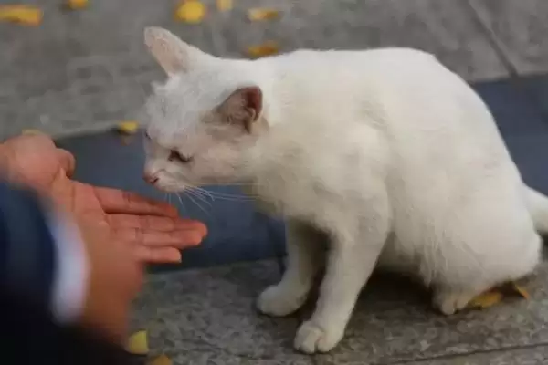 图片[8]-让猫咪变得粘人的方法？培养猫咪粘人习性要掌握哪些有效的互动和饲养方法？-会东网