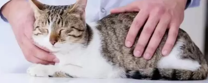 什么是猫艾滋？了解猫艾滋要知晓哪些关键的疾病特性和传播方式？-会东网