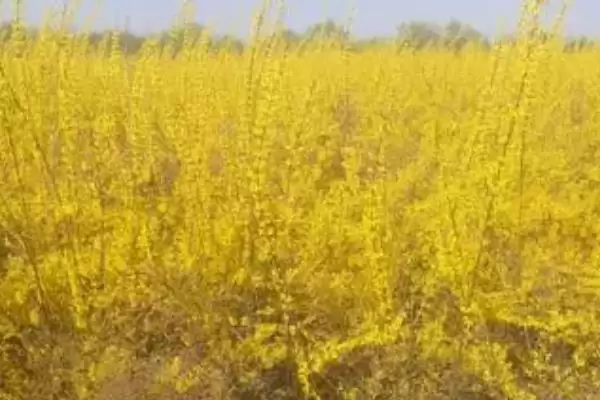 图片[2]-连翘的种植土壤选择 ,连翘种植为何用砂质土为佳？-会东网