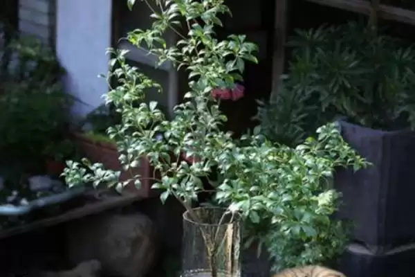 图片[5]-马醉木如何进行养护 ,马醉木生长期对肥料需求如何-会东网