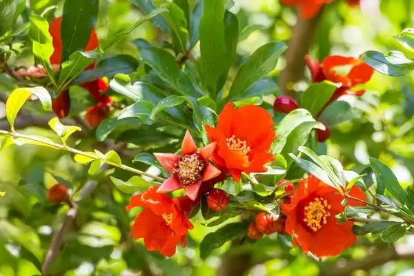 图片[4]-石榴花的开放时间？了解石榴花开放时间要关注哪些花期相关信息？-会东网