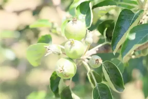 图片[4]-种植蜜柚促花保果的方法和要点？种植蜜柚花果管理需注意什么？-会东网