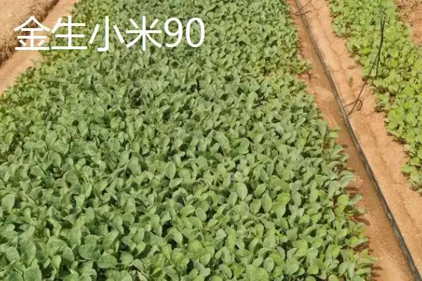 图片[8]-5元左右的价格成因-会东网