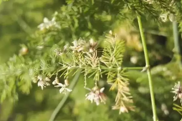 图片[7]-了解云竹开花寓意的方法和重点？了解云竹开花寓意要做好哪些细节？-会东网