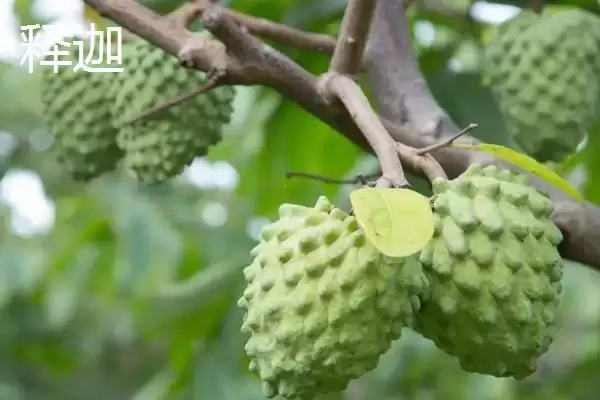 图片[4]-荔枝和释迦的区别 ,荔枝和释迦在哪些方面有不同？-会东网