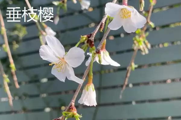 图片[5]-了解樱花花期的方法和重点？了解樱花花期要做好哪些细节？-会东网