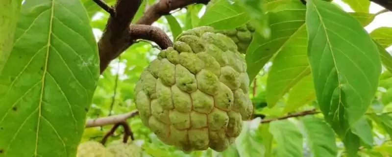 释迦果的种植条件？种植释迦果要满足哪些科学的种植环境和条件要求？-会东网