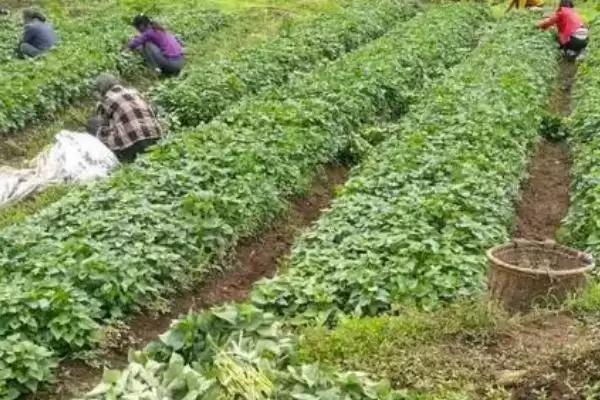 图片[3]-紫薯种植的方法和要点？种植紫薯要掌握哪些关键技术环节？-会东网