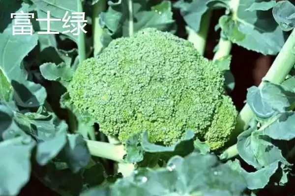 图片[4]-西兰花优良品种的介绍要点和关键信息？了解西兰花品种需关注什么？-会东网