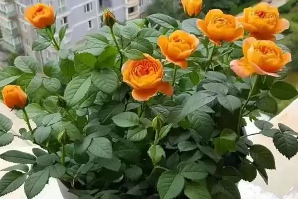 图片[2]-盆栽玫瑰花施肥秘籍：花期前施高磷钾肥的关键作用-会东网