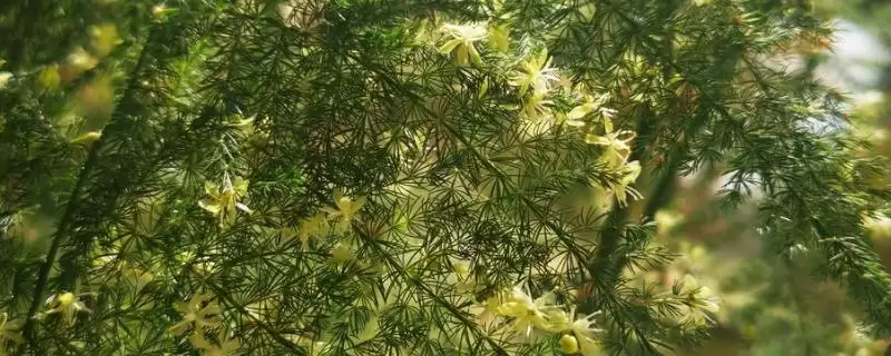 了解云竹开花寓意的方法和重点？了解云竹开花寓意要做好哪些细节？-会东网