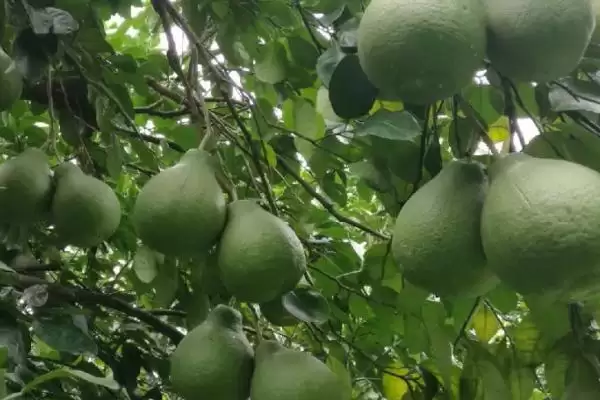图片[4]-了解柚子促花保果方法的方法和重点？了解柚子促花保果方法要做好哪些细节？-会东网