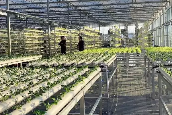 图片[2]-在温室中使用烟雾剂注意事项的方法和重点？在温室中使用烟雾剂注意事项要做好哪些细节？-会东网