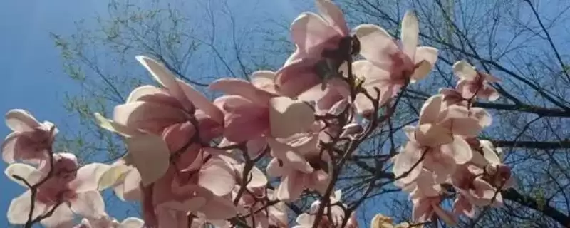 适合秋天种的花草种子有哪些？挑选适合秋天种植的花草种子要注意什么？-会东网