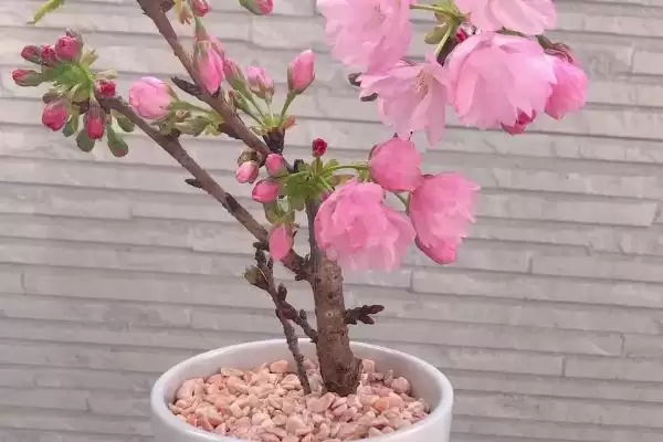 图片[3]-盆栽樱花养护技巧：花前花后修剪的重要步骤-会东网