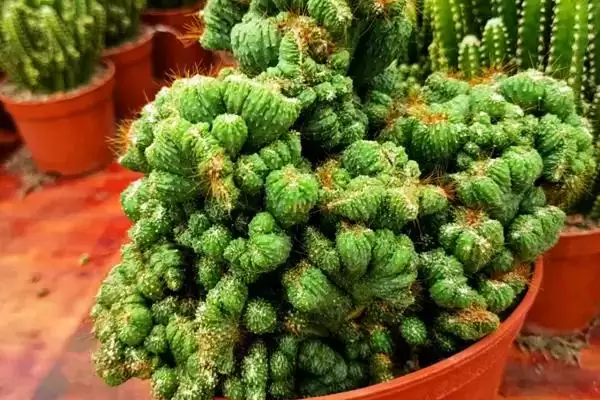 图片[2]-仙人山品种数量的要点和解读？了解仙人山品种需关注哪些关键信息？-会东网