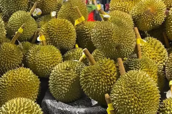 图片[2]-榴莲的英文名称 ,榴莲的英文名称是怎么来的呢？-会东网