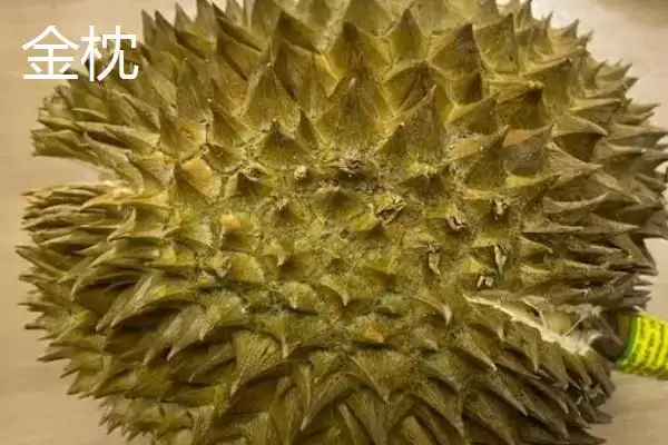 图片[3]-榴莲的英文名称 ,榴莲的英文名称是怎么来的呢？-会东网