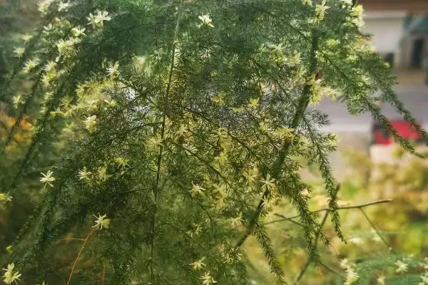 图片[3]-了解云竹开花寓意的方法和重点？了解云竹开花寓意要做好哪些细节？-会东网