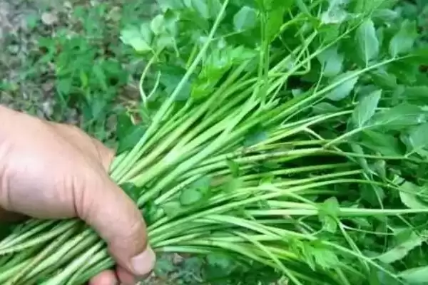 图片[13]-水芹的产地？了解水芹产地要知晓哪些主要的地域分布和生长环境信息？-会东网