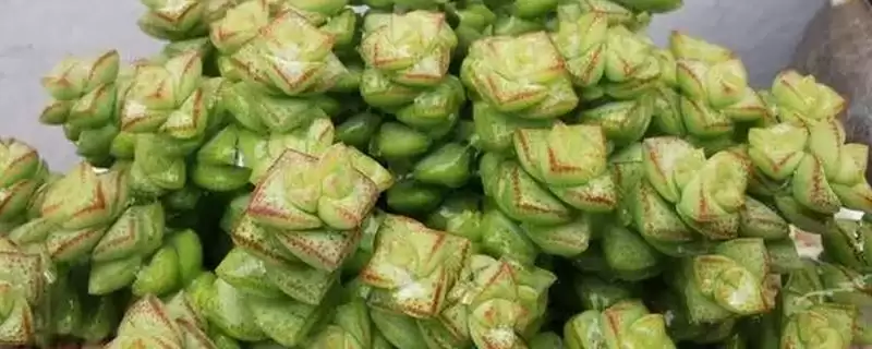 钱多多植物养殖秘籍：光照充足环境中生长的要点-会东网