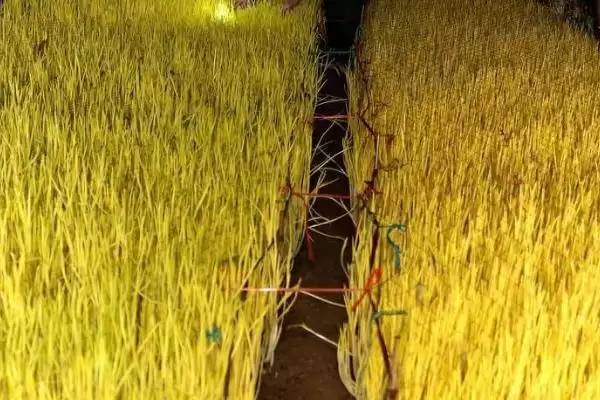 图片[4]-蒜黄的种植方法？种植蒜黄要遵循哪些科学的种植步骤和管理要点？-会东网