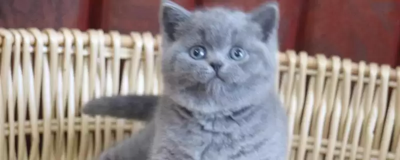 判断英短蓝猫怕不怕热的方法和重点？判断英短蓝猫怕不怕热要做好哪些细节？-会东网