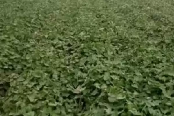 图片[4]-紫薯种植的方法和要点？种植紫薯要掌握哪些关键技术环节？-会东网