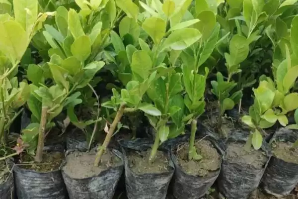 图片[4]-柠檬树小苗养护宝典：生长季节追肥的关键要点-会东网