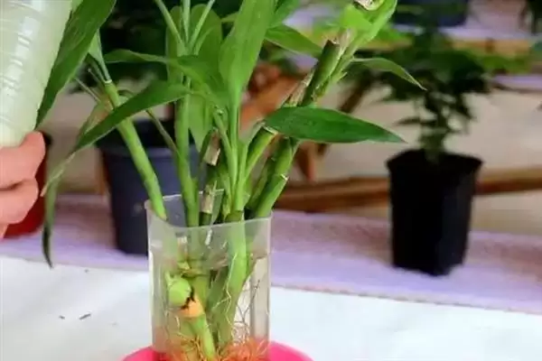 图片[8]-让富贵竹生根的方法和重点？让富贵竹生根要做好哪些细节？-会东网