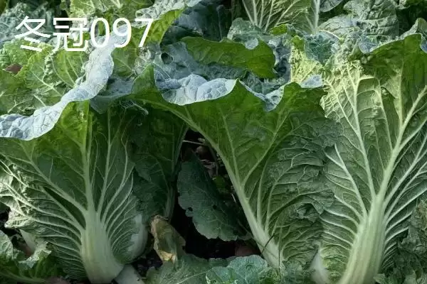 图片[4]-认识早熟大白菜品种的方法和重点？认识早熟大白菜品种要做好哪些细节？-会东网