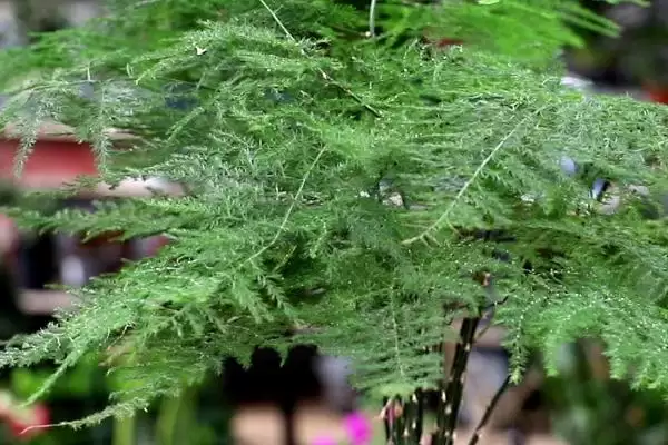 图片[3]-文竹有毒吗？判断文竹是否有毒要了解哪些植物毒性和健康影响要点？-会东网