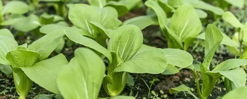 蔬菜出现无头苗后的如何管理?应对蔬菜出现无头苗要采取哪些有效管理措施?-会东网