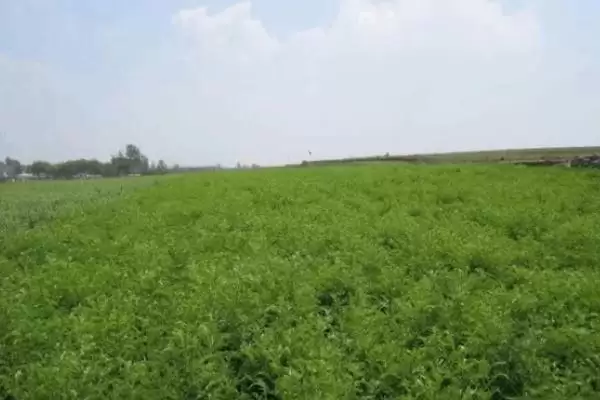 图片[5]-苦参的种植效益 ,种植苦参一般能获多少利润呢？-会东网