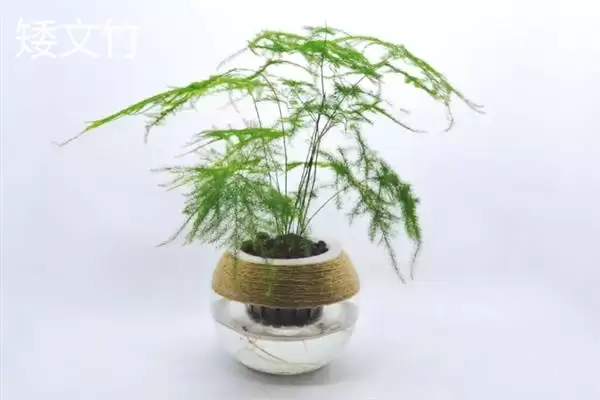 图片[2]-文竹的品种？了解文竹品种要知晓哪些关键的品种分类和植物形态差异要点？-会东网