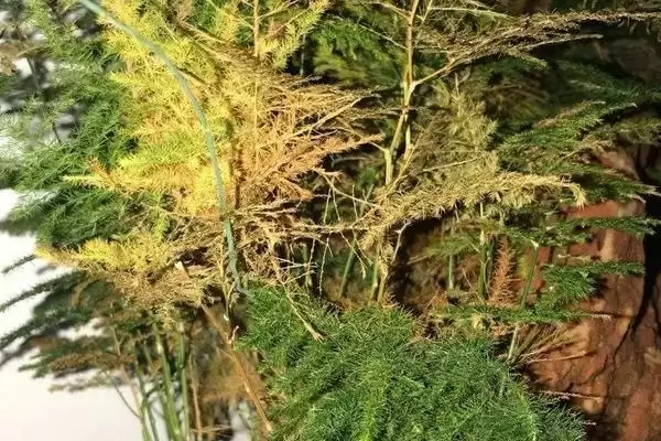 图片[5]-文竹叶子发黄的原因及处理方法？分析文竹叶子发黄原因并解决要考虑哪些养护和环境因素？-会东网