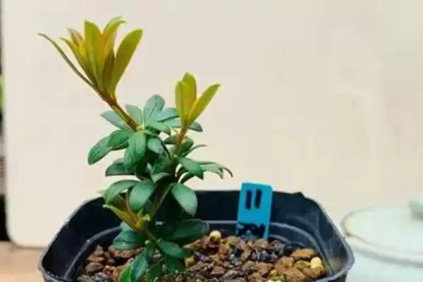 图片[6]-养殖珍珠罗汉松的方法和重点？养殖珍珠罗汉松要做好哪些细节？-会东网