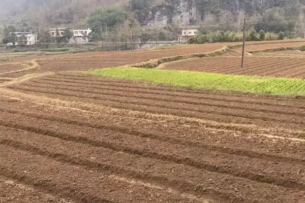 图片[2]-种植艾草的流程和要点？种植艾草需把控哪些关键环节？-会东网