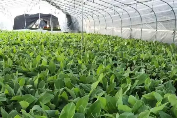 图片[5]-香蕉树种植的方法和要点？种植香蕉树要掌握哪些关键技术步骤？-会东网