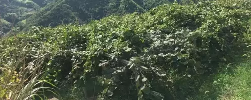 种植猕猴桃的海拔要求和要点？种植猕猴桃需关注哪些海拔因素？-会东网