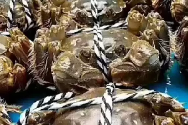 图片[3]-让螃蟹快速死的方法和重点？让螃蟹快速死要做好哪些细节？-会东网
