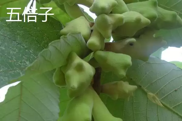 图片[2]-五倍子与五味子区别的要点和对比？分辨五倍子与五味子需注意什么？-会东网