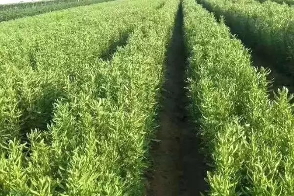 图片[3]-种植甜叶菊的注意事项和重点？种植甜叶菊要留意哪些关键问题？-会东网