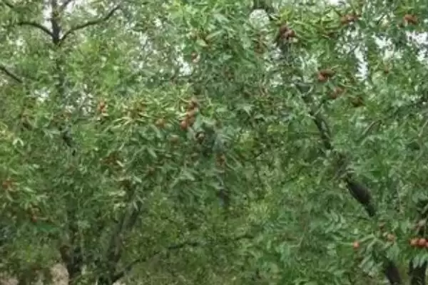 图片[2]-酸枣仁怎么种植？种植酸枣仁要遵循哪些科学的种植方法和步骤？-会东网