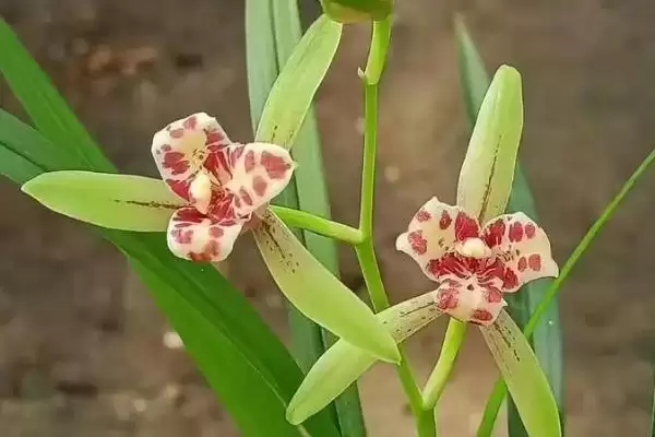 图片[3]-建兰的养殖难度 ,建兰这种植物好不好养呢-会东网