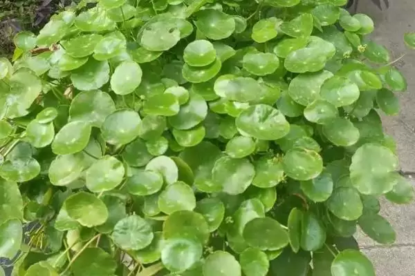 图片[6]-铜钱草与金钱草的区别是什么？区分铜钱草与金钱草要关注哪些关键差异？-会东网