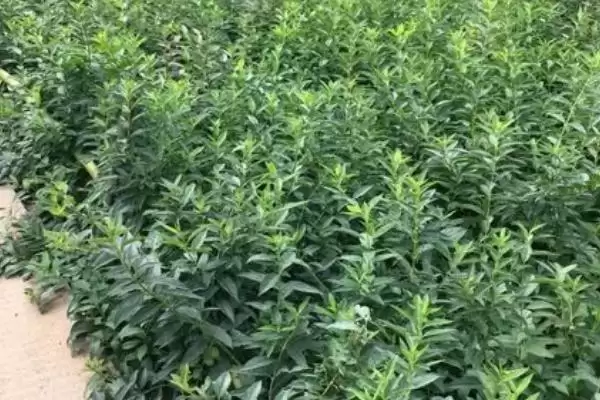 图片[3]-快递树苗的保湿方法 ,快递树苗为何要在根部裹泥浆呢？-会东网