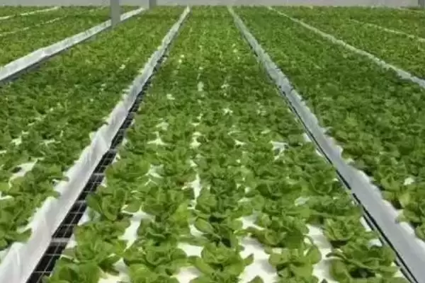 图片[4]-蔬菜的水培方法？水培蔬菜要遵循哪些科学的种植步骤和管理要点？-会东网