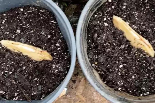 图片[3]-芒果核的种植方式是怎样的 ,芒果核夏季何时可种植-会东网